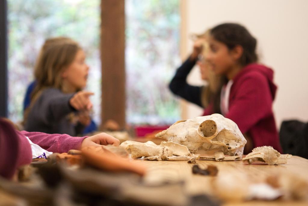 An animal scull and bones in the foreground, with CLC pupils sat behind, during a classics trip to Chedworth Roman Villa