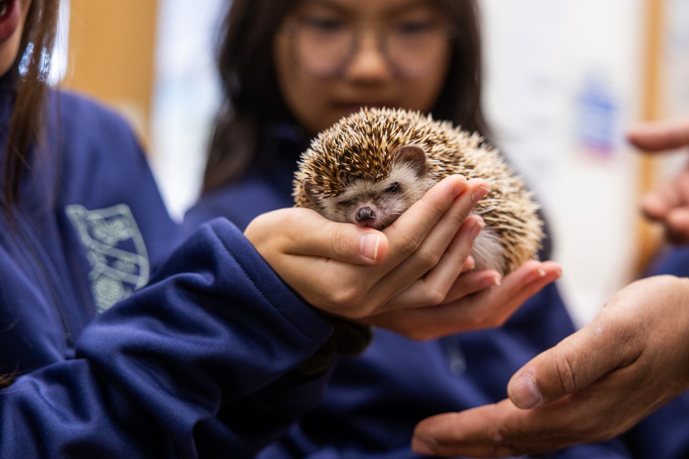Animals In Hand Animals in Hands | Cheltenham Ladies' College