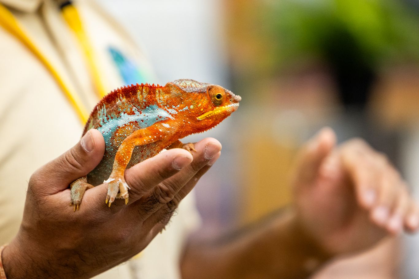 Animals In Hand Animals in Hands | Cheltenham Ladies' College
