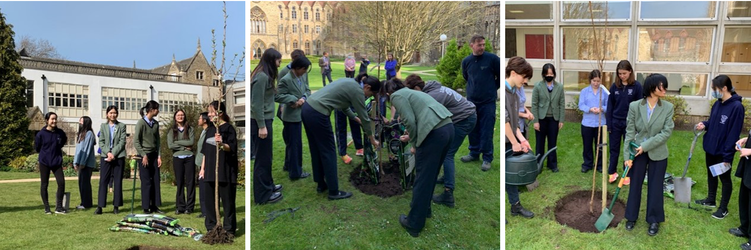 Students plant cherry trees in the College gardens